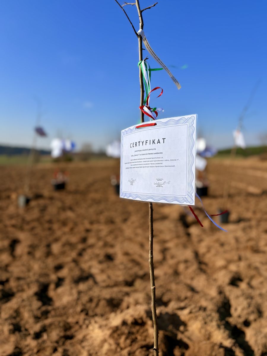 Zdjęcie: Sad Renety Landsberskiej powstaje w Kamieniu Małym